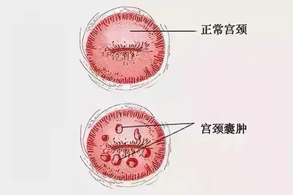 /jiankang/688135